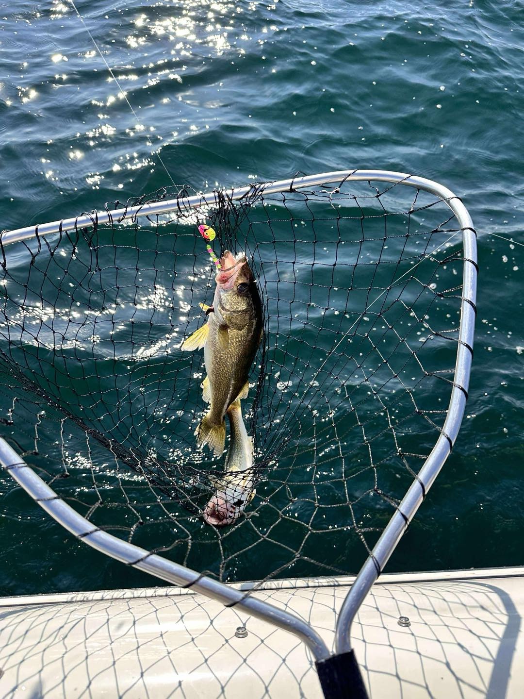 Josh Hadfield with a walleye at Lake Erie